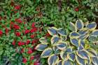 USA, Washington State, Sammamish. Growing hosta in garden Art Print